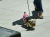 IndepDay2011_MuttStrut_03A.jpg (309657 bytes)