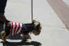 IndepDay2011_MuttStrut_07A.jpg (172271 bytes)