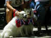 IndepDay2011_MuttStrut_09A.jpg (275925 bytes)
