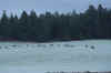 Elk_Potlatah_075A.jpg (157263 bytes)