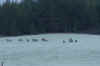 Elk_Potlatch_078A.jpg (166319 bytes)