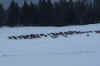 Pal_Elk037A.jpg (121144 bytes)