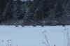 Pal_Elk039A.jpg (182460 bytes)