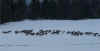 Pal_Elk045A.jpg (101620 bytes)