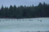 Pal_Elk047A.jpg (159037 bytes)