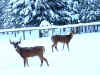 buck_other.JPG (84516 bytes)