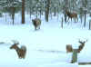 bucks_elk.JPG (113566 bytes)