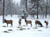 elk2.jpg (192000 bytes)