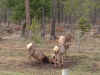 elk3.jpg (250167 bytes)