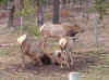 elk4.jpg (131489 bytes)