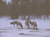 elk5.jpg (160019 bytes)