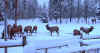 elk6.jpg (84107 bytes)