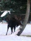 moose12.JPG (194317 bytes)