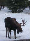 moose1.jpg (454094 bytes)